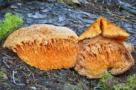 Attēlu rezultāti vaicājumam “Pycnoporellus alboluteus”