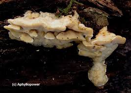 Attēlu rezultāti vaicājumam “Antrodiella semisupina”