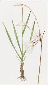 Attēlu rezultāti vaicājumam “Eriophorum latifolium flower”