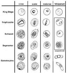 Attēlu rezultāti vaicājumam “Enteridium variabile plasmodium”