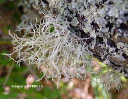 Attēlu rezultāti vaicājumam “Ramalina farinacea”