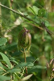 Attēlu rezultāti vaicājumam “Astragalus glycyphyllos flower”