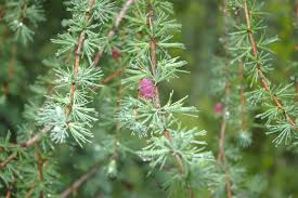 Attēlu rezultāti vaicājumam “Larix”