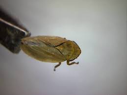 Attēlu rezultāti vaicājumam “Heteromurus nitidus”