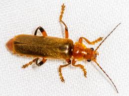 Attēlu rezultāti vaicājumam “Cantharis livida”