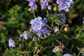 Image result for Geranium pratense