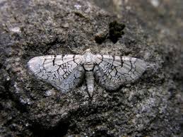 Attēlu rezultāti vaicājumam “Eupithecia venosata”