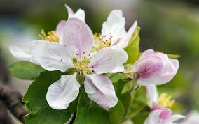 Attēlu rezultāti vaicājumam “Malus domestica flower”