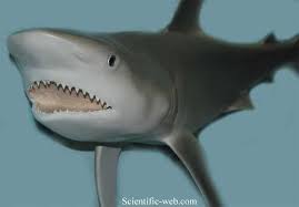 Image result for Carcharhinus leucas