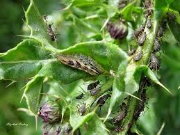 Attēlu rezultāti vaicājumam “Syrphus sp. larva”