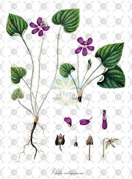 Attēlu rezultāti vaicājumam “Viola uliginosa”