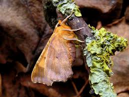 Attēlu rezultāti vaicājumam “Ennomos autumnaria male”