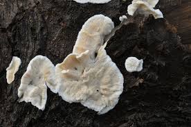 Attēlu rezultāti vaicājumam “Skeletocutis stellae”