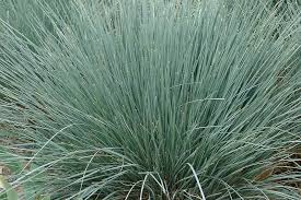 Attēlu rezultāti vaicājumam “Helictotrichon pratense leaf”