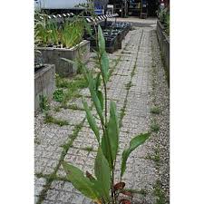 Attēlu rezultāti vaicājumam “Rumex hydrolapathum”