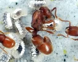 Attēlu rezultāti vaicājumam “Enteridium variabile macro”