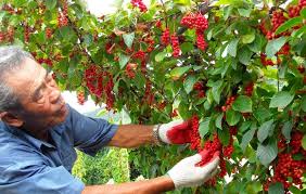 Attēlu rezultāti vaicājumam “Schisandra chinensis”