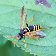 Attēlu rezultāti vaicājumam “Tenthredo scrophulariae”