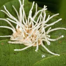 Attēlu rezultāti vaicājumam “Pilobolus crystallinus”