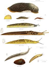Attēlu rezultāti vaicājumam “Symphytocarpus flaccidus young”