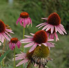 Image result for roter Sonnenhut