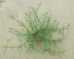 Attēlu rezultāti vaicājumam “Linaria loeselii leaf”