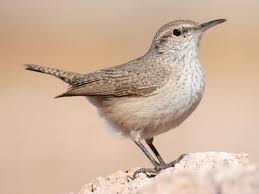 Attēlu rezultāti vaicājumam “Troglodytes troglodytes adult”