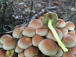 Attēlu rezultāti vaicājumam “Hypholoma sp.”