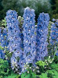 Attēlu rezultāti vaicājumam “Delphinium elatum  flower”