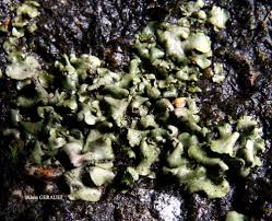 Attēlu rezultāti vaicājumam “Dermatocarpon luridum”