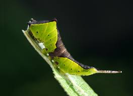 Attēlu rezultāti vaicājumam “Cerura vinula larva”