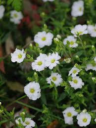 Attēlu rezultāti vaicājumam “Arenaria procera flower”