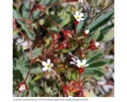 Attēlu rezultāti vaicājumam “Androsace septentrionalis fruit”