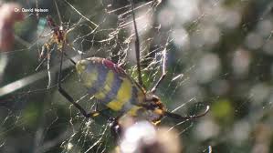 Image result for spider