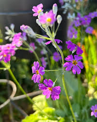 Image result for Primula malacoides