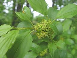 Attēlu rezultāti vaicājumam “Rhamnus cathartica”