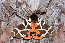 Attēlu rezultāti vaicājumam “Arctia caja imago”