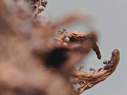 Attēlu rezultāti vaicājumam “Lycogala roseosporum sessile”