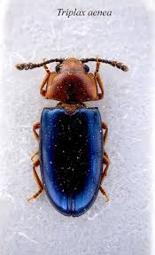Attēlu rezultāti vaicājumam “Triplax aenea”