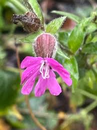 Attēlu rezultāti vaicājumam “Silene dioica”