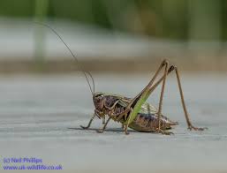 Attēlu rezultāti vaicājumam “Metrioptera brachyptera”