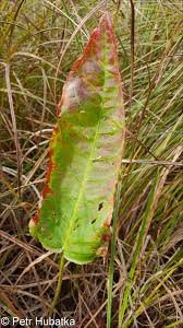 Attēlu rezultāti vaicājumam “Rumex aquaticus leaf”