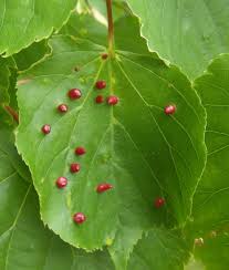 Attēlu rezultāti vaicājumam “Eriophyes tiliae”