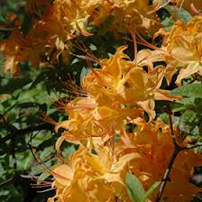Attēlu rezultāti vaicājumam “Rhododendron calendulaceum”