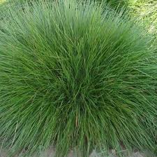 Attēlu rezultāti vaicājumam “Festuca rubra subsp. rubra”