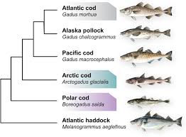 Image result for Arctogadus glacialis