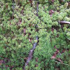 Attēlu rezultāti vaicājumam “Neckera complanata”