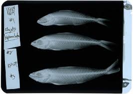 Image result for Elagatis bipinnulata