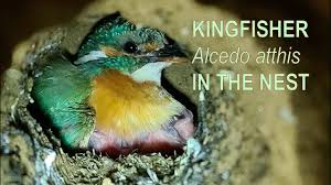 Attēlu rezultāti vaicājumam “Alcedo atthis nest”