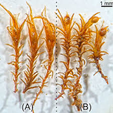 Attēlu rezultāti vaicājumam “Weissia squarrosa”